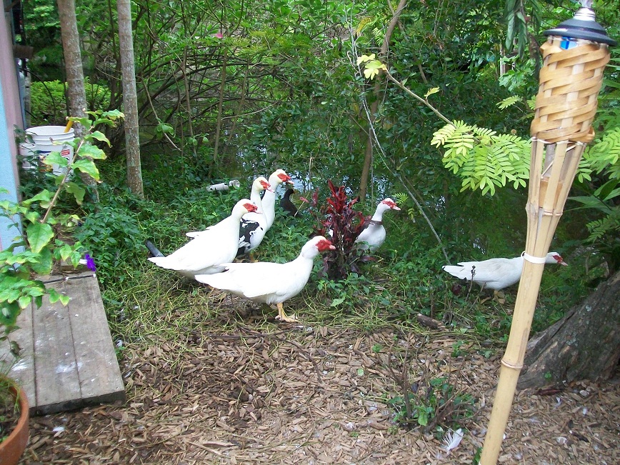 picture of a group of birds, possibly ducks